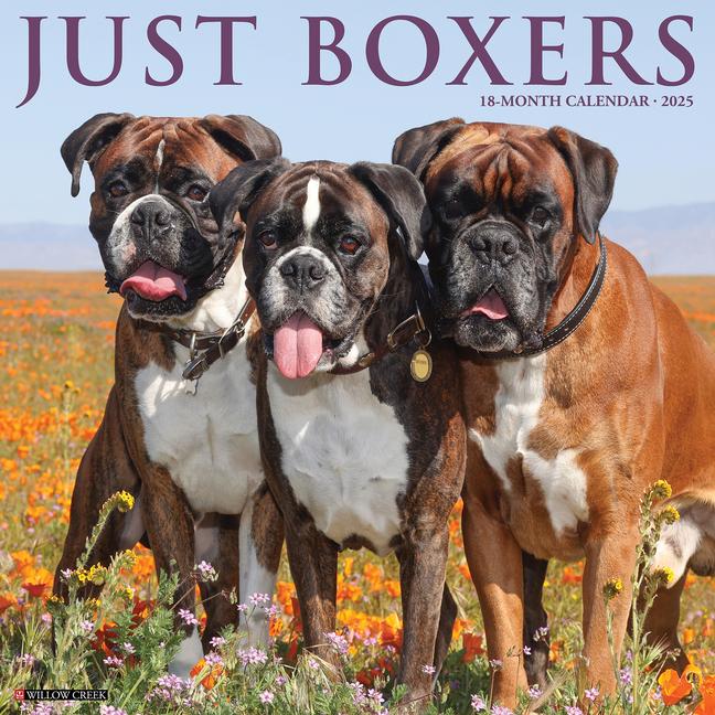 Kniha Boxers 2026 12 X 12 Wall Calendar Willow Creek Press