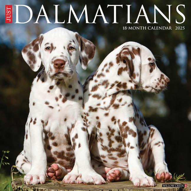 Libro Dalmatians 2026 12 X 12 Wall Calendar Willow Creek Press