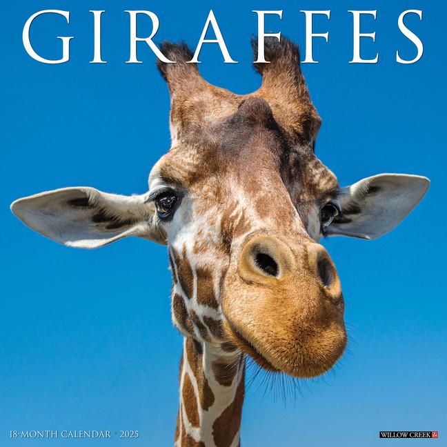 Libro Giraffes 2026 12 X 12 Wall Calendar Willow Creek Press