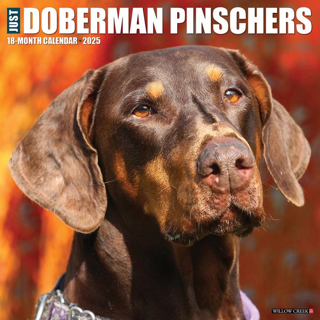 Knjiga Doberman Pinschers 2026 12 X 12 Wall Calendar Willow Creek Press