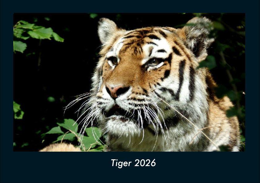 Koledar/Rokovnik Tiger 2026 Fotokalender DIN A4 