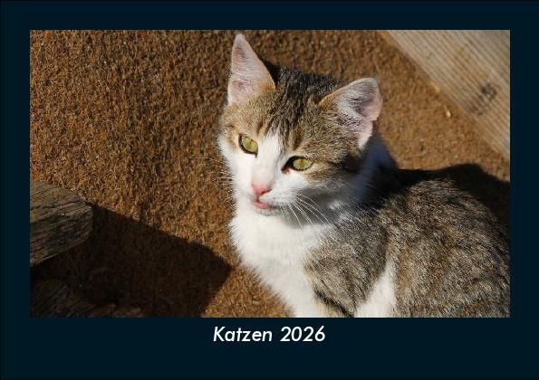 Calendario/Diario Katzen 2026 Fotokalender DIN A5 