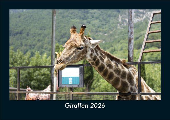 Koledar/Rokovnik Giraffen 2026 Fotokalender DIN A5 