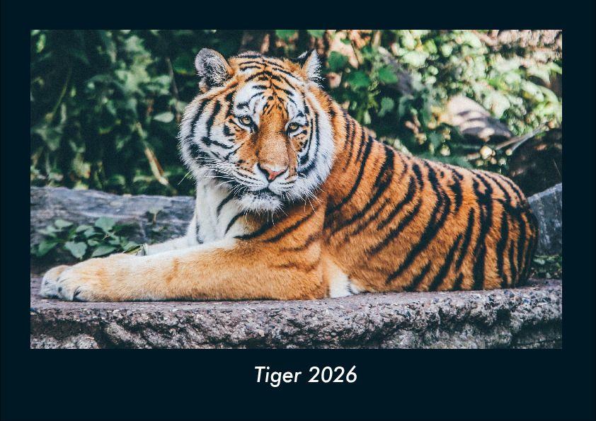 Kalendář/Diář Tiger 2026 Fotokalender DIN A4 