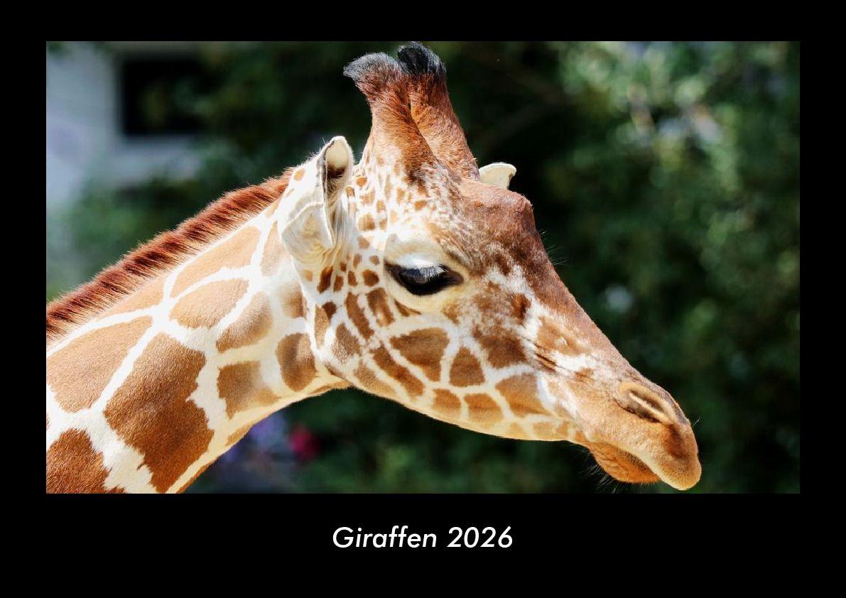 Koledar/Rokovnik Giraffen 2026 Fotokalender DIN A3 