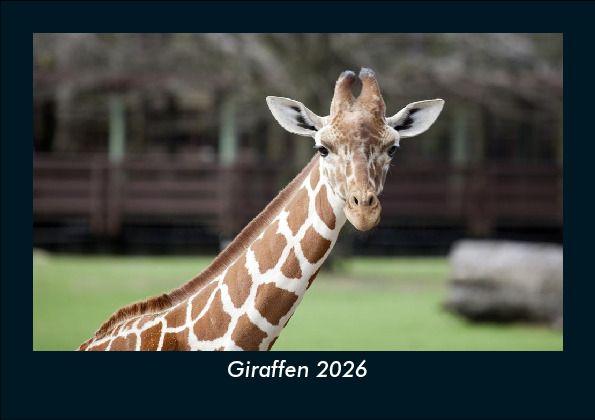 Kalendář/Diář Giraffen 2026 Fotokalender DIN A5 