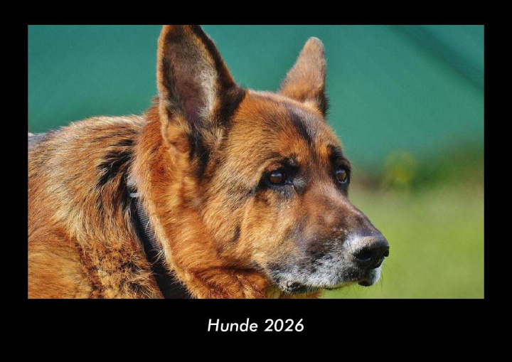 Calendario/Diario Hunde 2026 Fotokalender DIN A3 