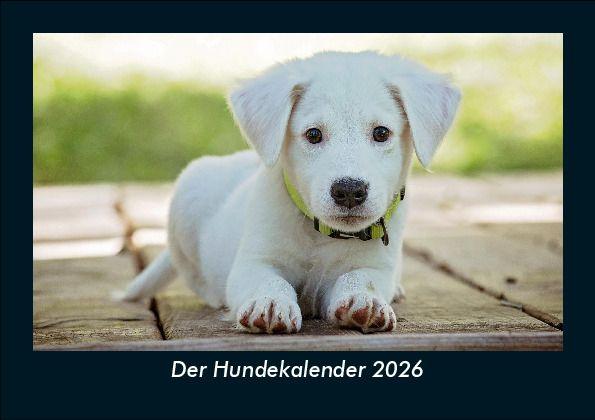 Kalendár/Diár Der Hundekalender 2026 Fotokalender DIN A5 