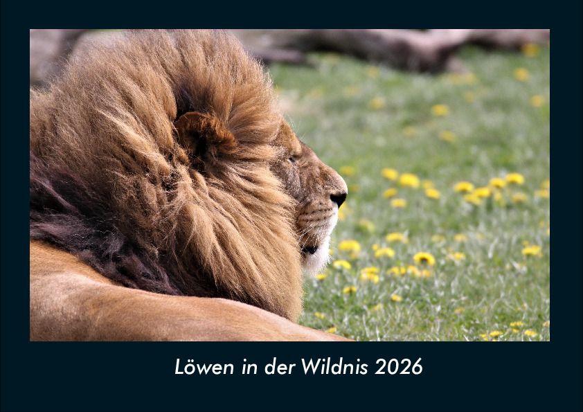 Kalendář/Diář Löwen in der Wildnis 2026 Fotokalender DIN A4 
