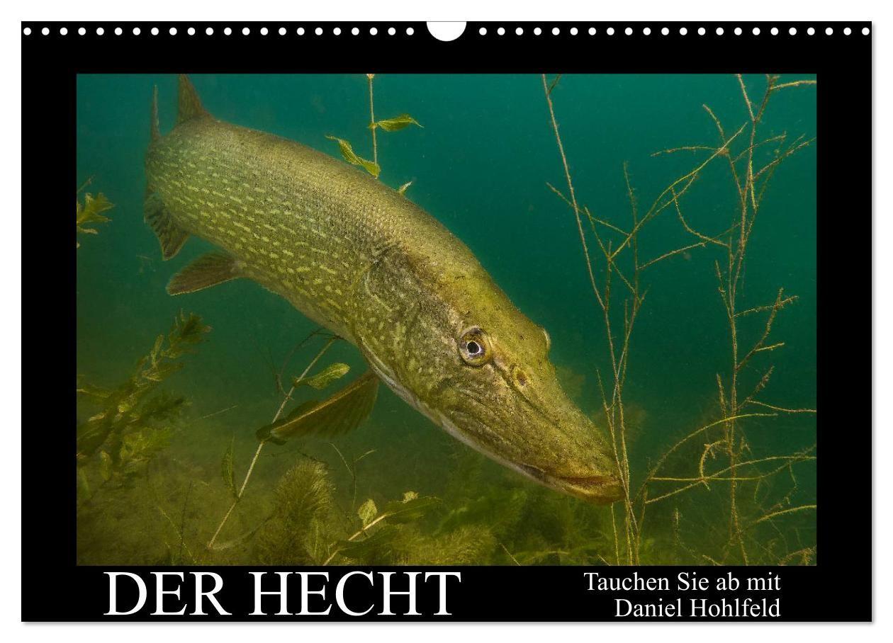 Kalendár/Diár Der Hecht - Tauchen Sie ab mit Daniel Hohlfeld (Wandkalender 2026 DIN A3 quer), CALVENDO Monatskalender Calvendo