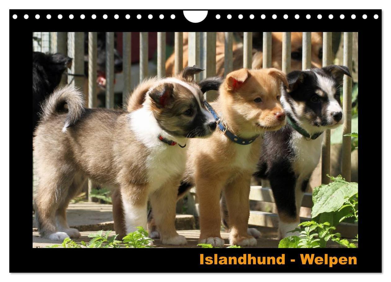 Kalendář/Diář Islandhund - Welpen / CH-Version (Wandkalender 2026 DIN A4 quer), CALVENDO Monatskalender Calvendo