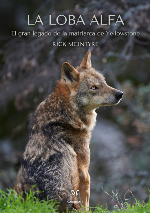 Buch LA LOBA ALFA Rick McIntyre