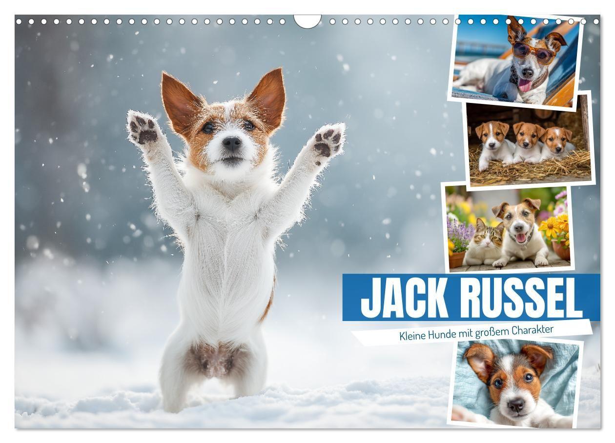Kalendár/Diár JACK RUSSEL - Kleine Hunde mit großem Charakter (Wandkalender 2026 DIN A3 quer), CALVENDO Monatskalender Calvendo