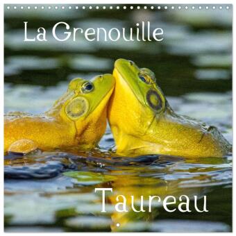 Kalendář/Diář LA GRENOUILLE TAUREAU (Calendrier mural carré 2026 30x30 cm) Calendrier double avec une page pour vos prises de notes Calvendo