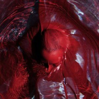 Audio Not Here Not Gone Blackwater Holylight