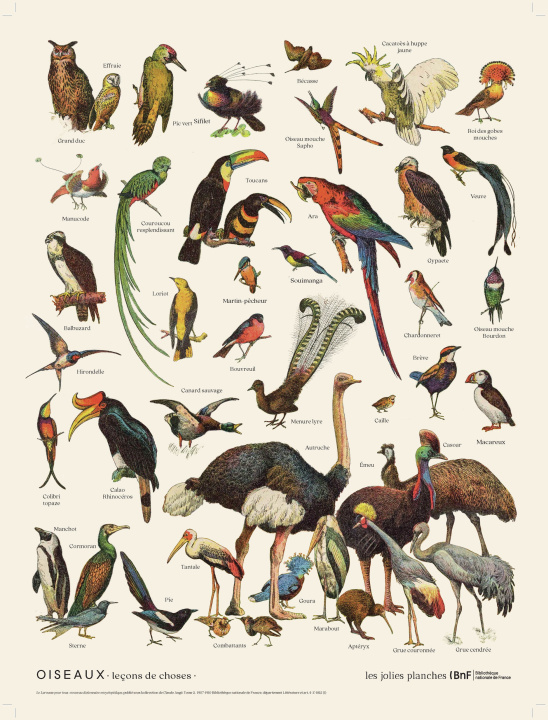 Kniha Planche Oiseaux 30 x 40 