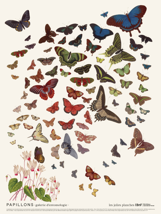 Книга Planche Papillons 30 x 40 