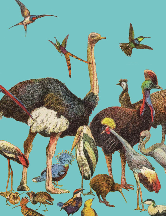 Kniha Petit carnet Oiseaux 