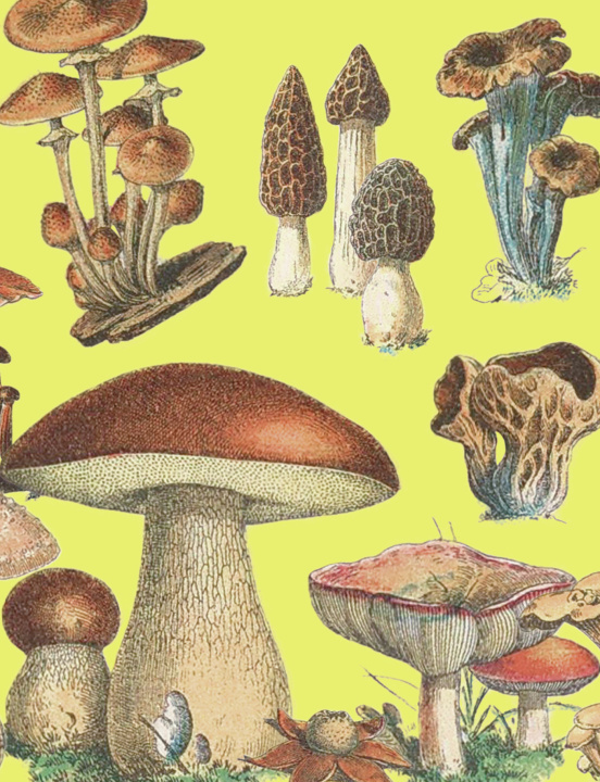 Kniha Petit carnet Champignons 