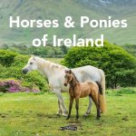 Horses and Ponies of Ireland