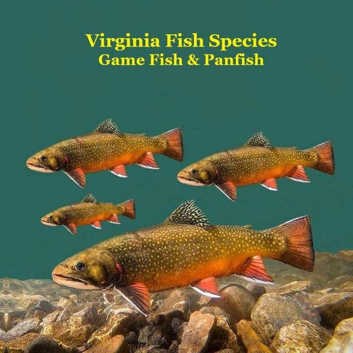 Kniha Virginia Game Fish and Panfish Species Kids Book Kinsey Marie
