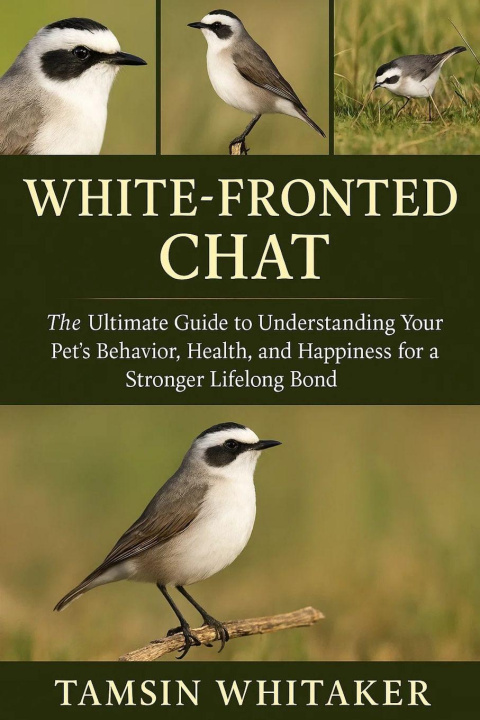 Kniha WHITE-FRONTED CHAT TAMSIN WHITAKER