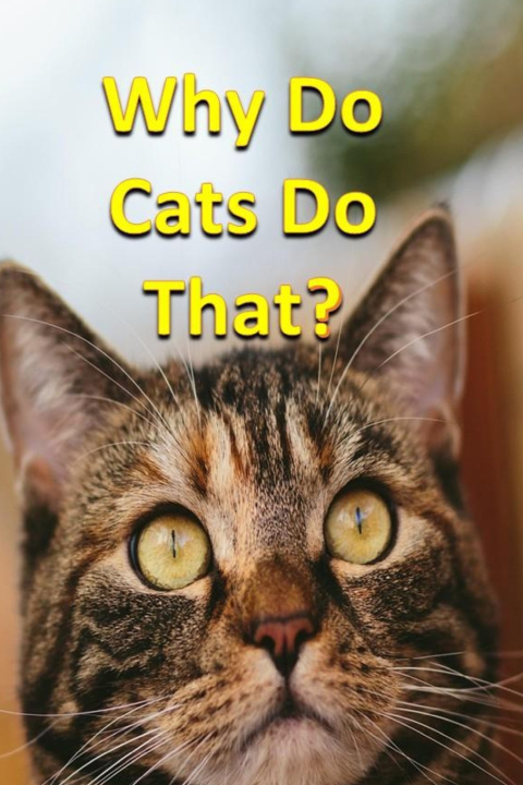 Książka Why Do Cats Do That? Rich Linville