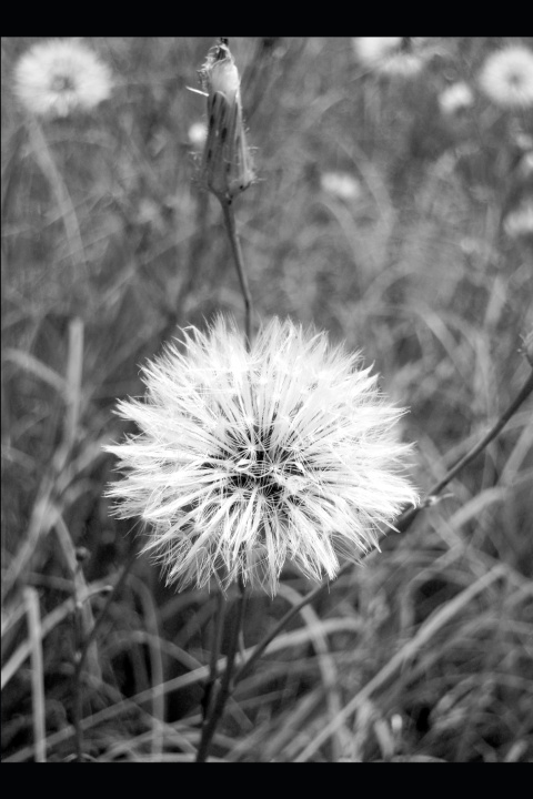 Knjiga Dandelion Logic Brenna M. Gibbs