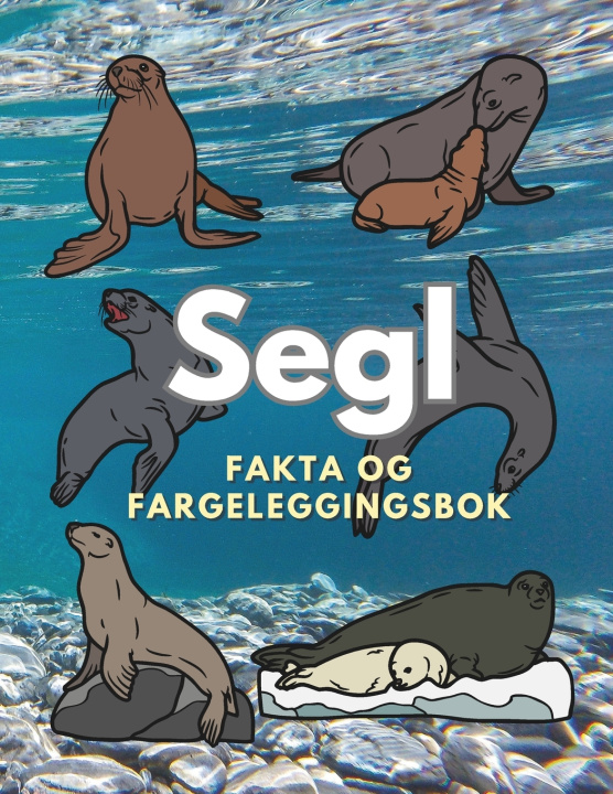 Könyv Segl Steven Book