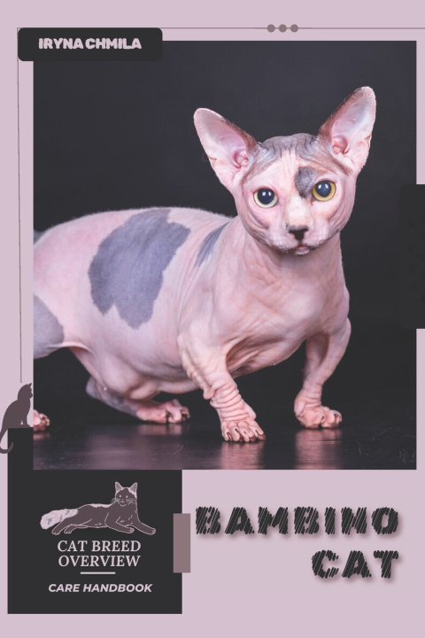 Kniha Bambino Cat Iryna Chmila