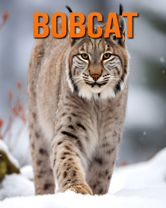 Könyv Bobcat Raine Hawthorn