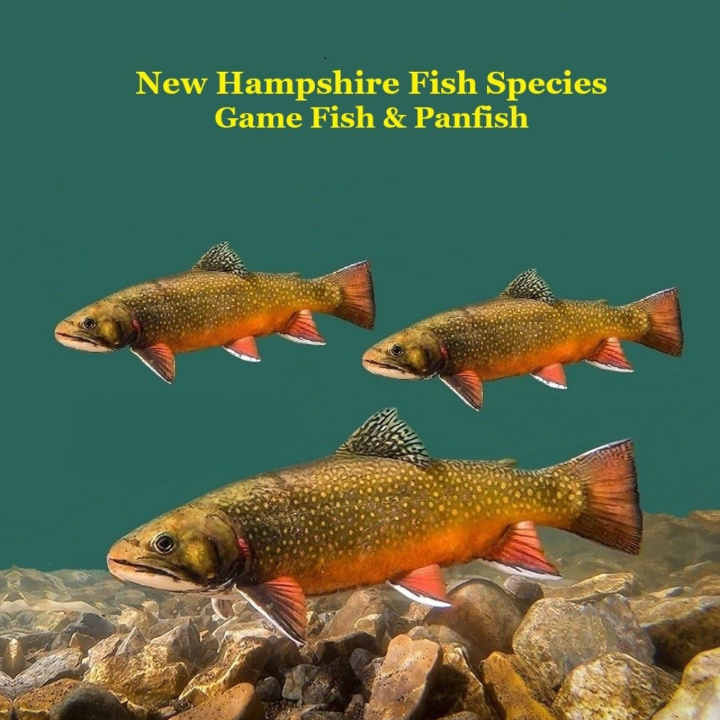Kniha New Hampshire Game Fish and Panfish Species Kids Book Kinsey Marie