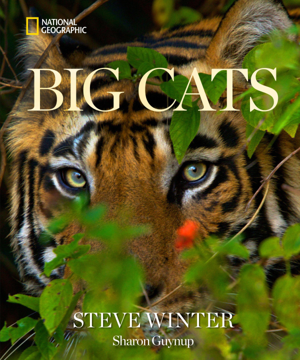 Książka Big Cats Sharon Guynup