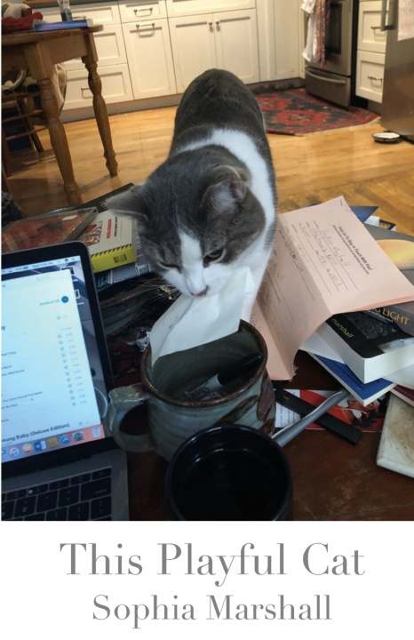 Knjiga This Playful Cat Sophia Marshall