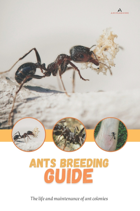 Book Ants breeding guide Tony D Jackson