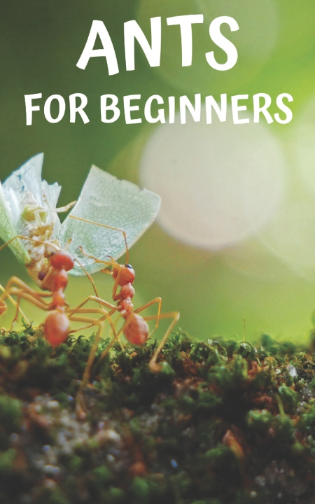 Knjiga Ants for beginners Thorsten Hawk