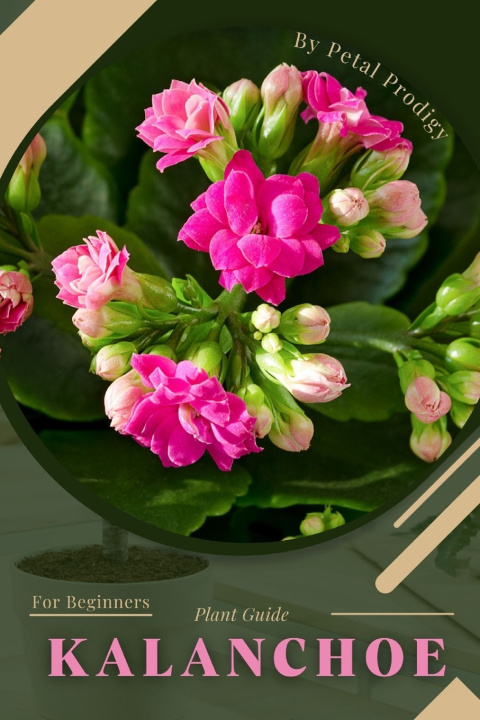 Kniha Kalanchoe Petal Prodigy