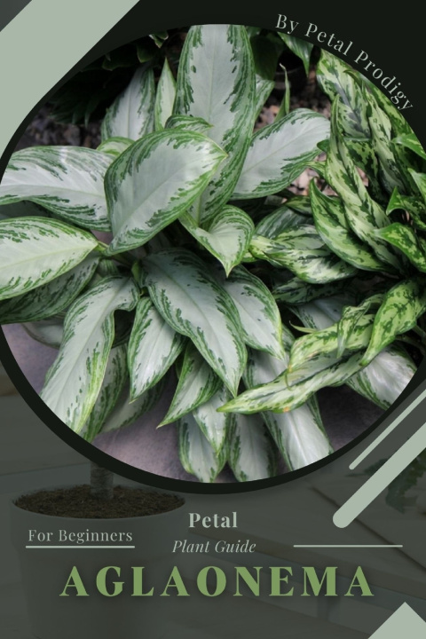 Boek Aglaonema Petal Prodigy