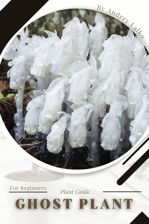 Kniha Ghost Plant Andrey Lalko