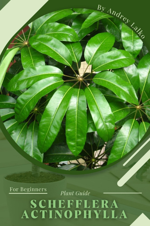 Kniha Schefflera actinophylla Andrey Lalko