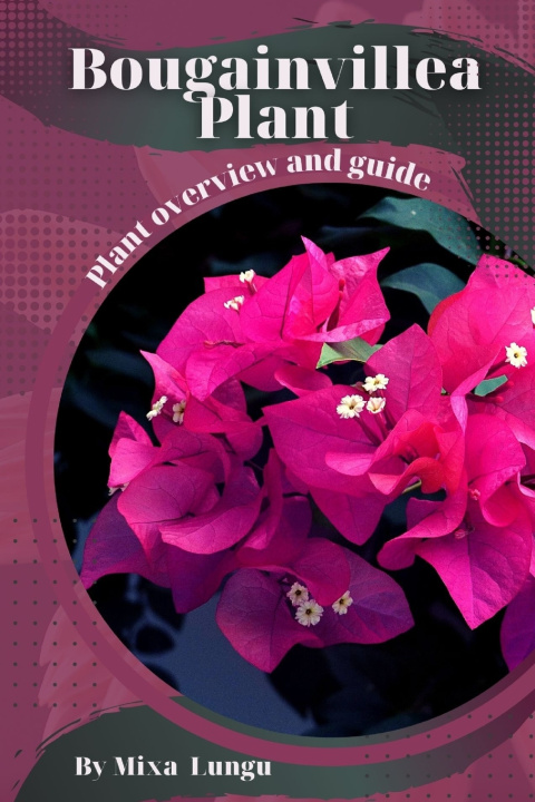 Buch Bougainvillea Plant Mixa Lungu