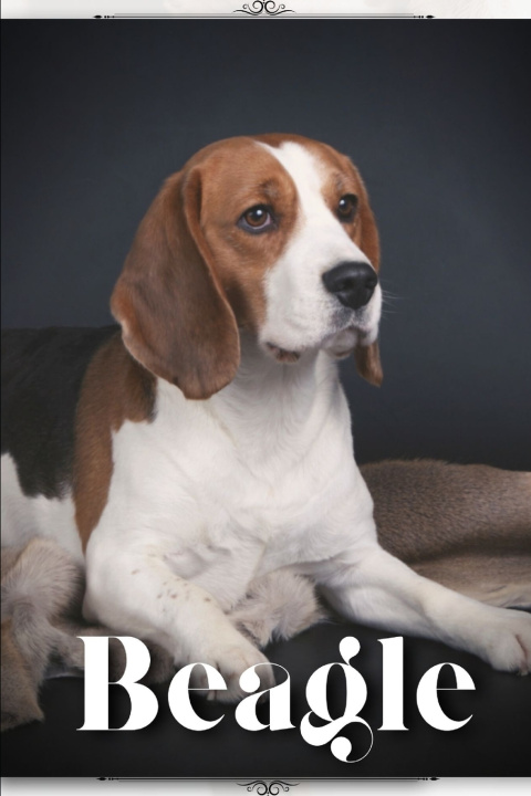 Kniha Beagle Nina Pustova