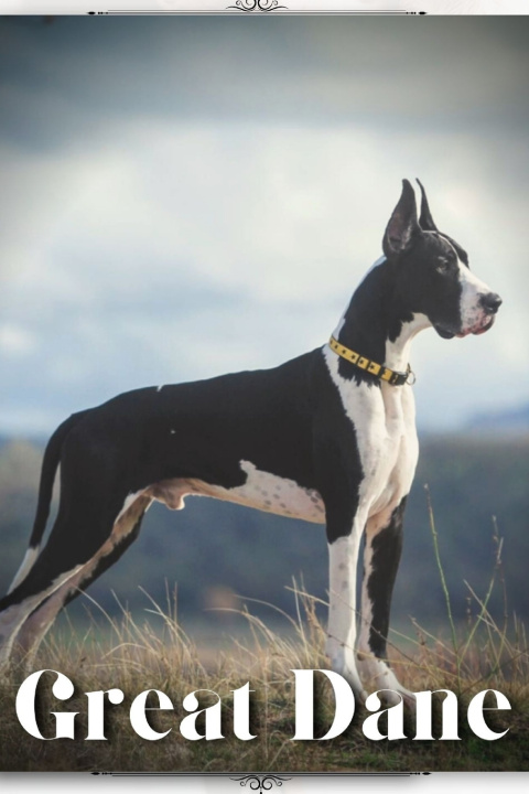 Kniha Great Dane Nina Pustova