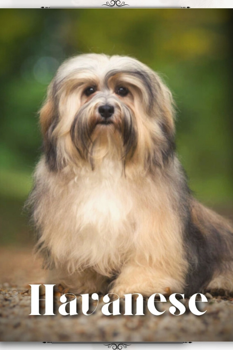 Kniha Havanese Nina Pustova