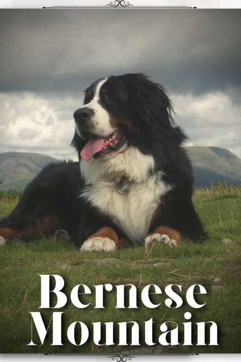 Kniha Bernese Mountain Nina Pustova