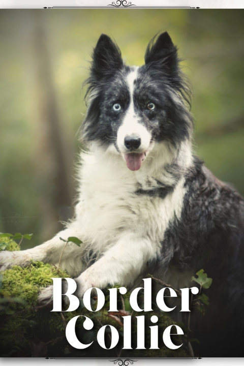Knjiga Border Collie Nina Pustova