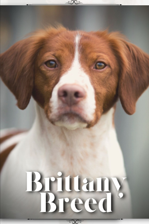 Kniha Brittany Breed Nina Pustova