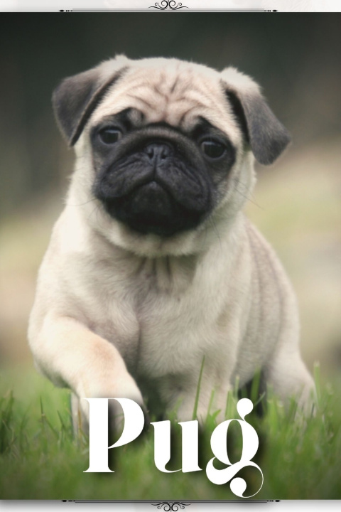 Knjiga Pug Nina Pustova