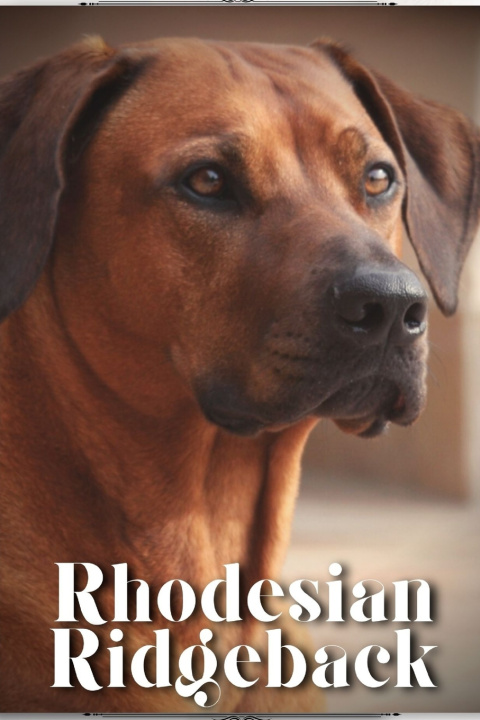 Knjiga Rhodesian Ridgeback Nina Pustova
