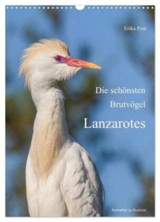 Kalendář/Diář Die schönsten Brutvögel Lanzarotes (Wandkalender 2027 DIN A3 hoch), CALVENDO Monatskalender Calvendo